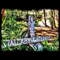 Wallaby Waterhole