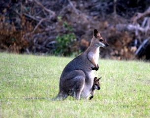 Wildlife - Animals, Birds, Plants