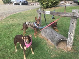 Dogs Camping