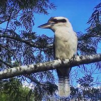 Kookaburra