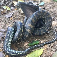 Python consuming a Bat