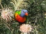 Lorikeet