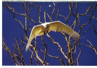 White Cockatoo