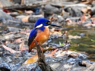 Kingfisher