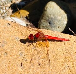 Dragon Fly