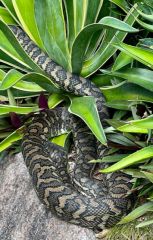 Python in the garden