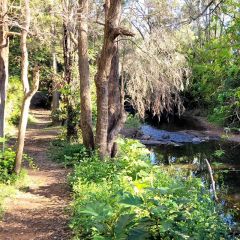 Bush Track