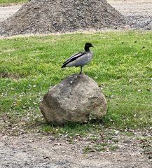 Duck