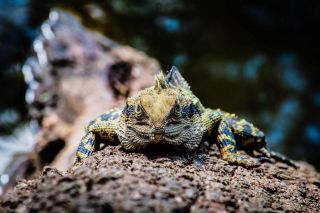 Bearded Dragon