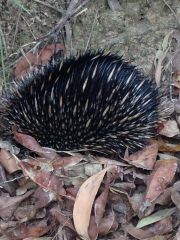 Echidna