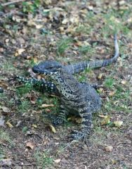 Lace Monitor