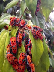 Mallotus Harlequin Bugs