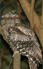 Tawny Frog Mouth Owl