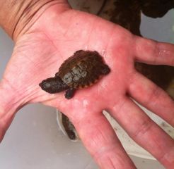 Baby Freshwater Turtle