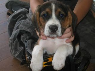 Puppy fits in a bike helmet