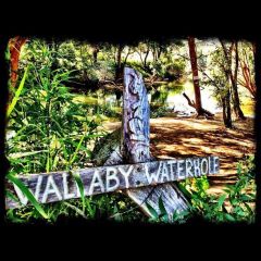 Wallaby Waterhole