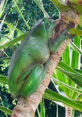 Green Tree Frog