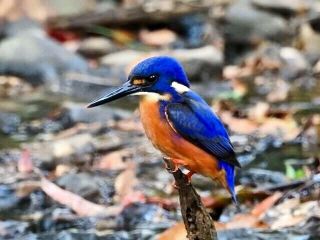 Azzure Kingfisher