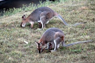 Wallabies