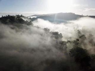 Foggy Morning